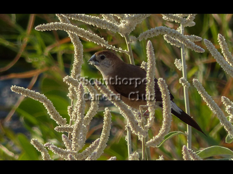 Indian Silverbill eating seeds